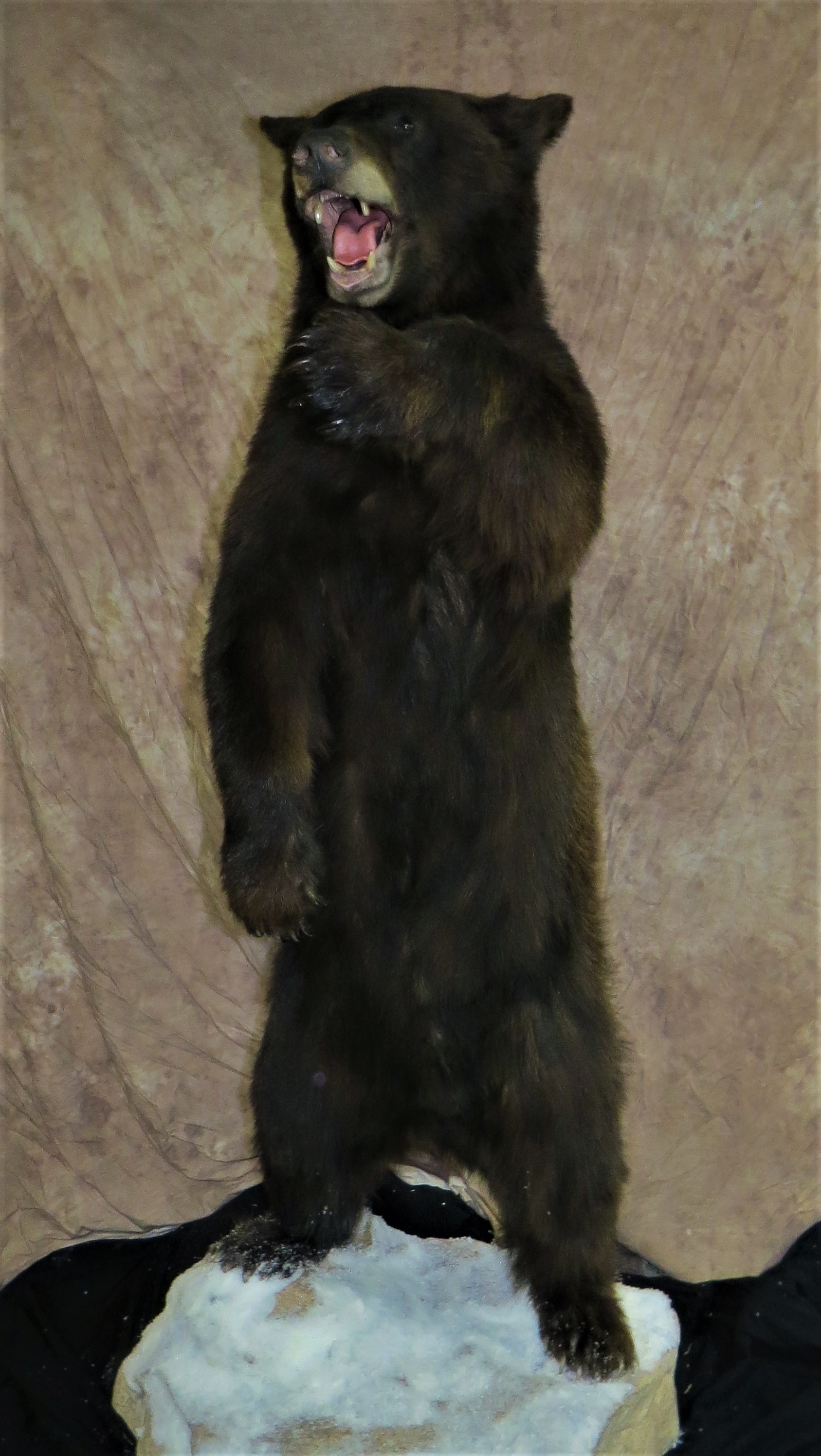 Standing bear 1